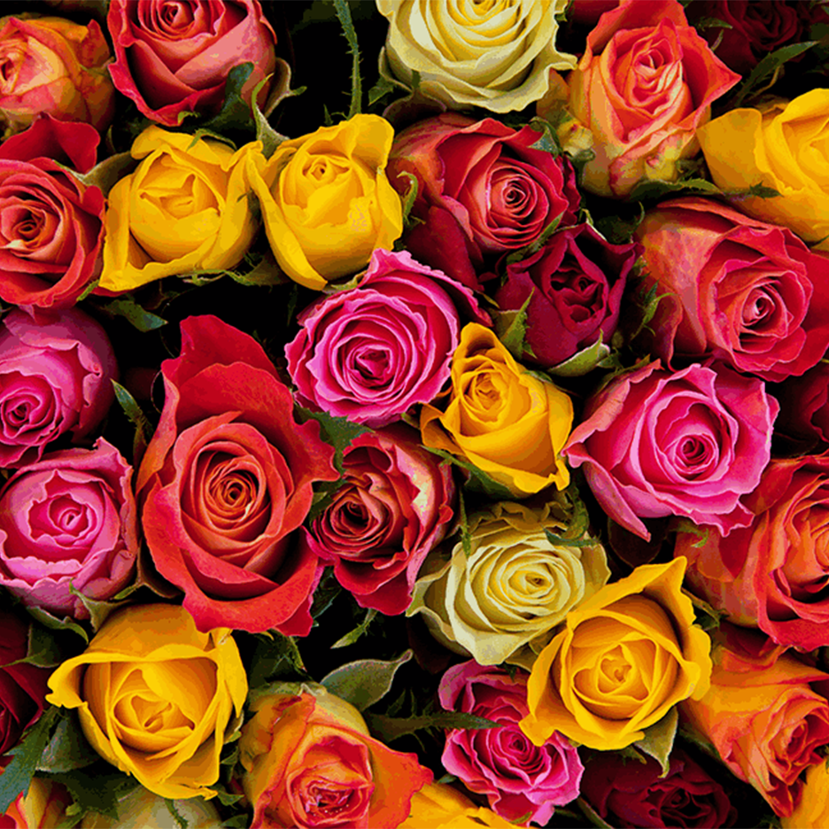 Lähikuva värikkäistä ruusuista, joissa on punaisia, keltaisia ja vaaleanpunaisia kukkia.