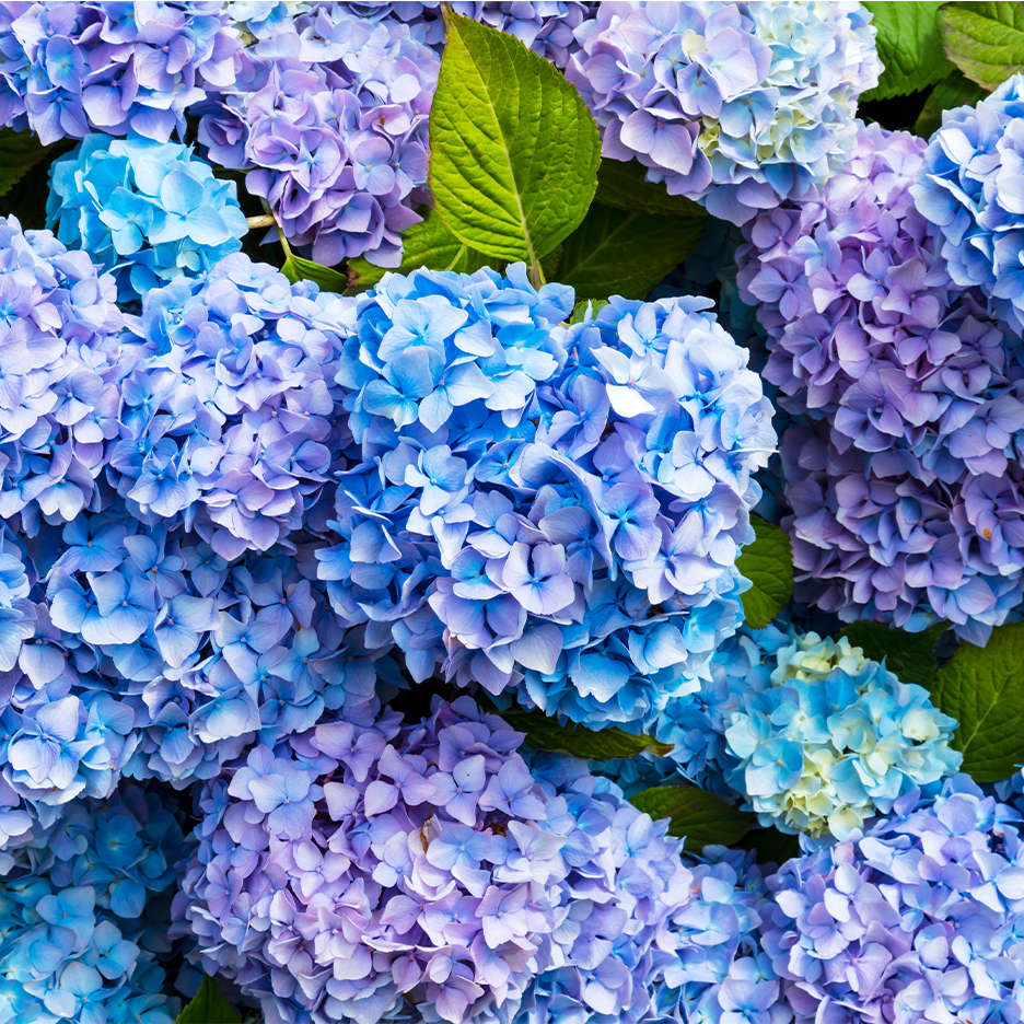 Lähikuva sinisistä ja violeteista hortensiankukinnoista ja vihreistä lehdistä.
