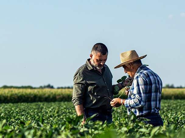 Kaksi maanviljelijää tarkastelee kasveja pellolla.